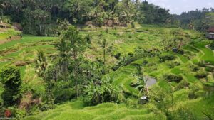 Tegallalang Rice Terrace