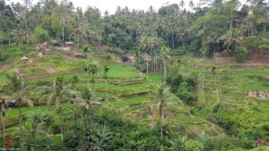 Tegallalang Rice Terrace