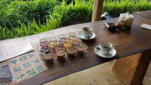 luwak coffee plantation